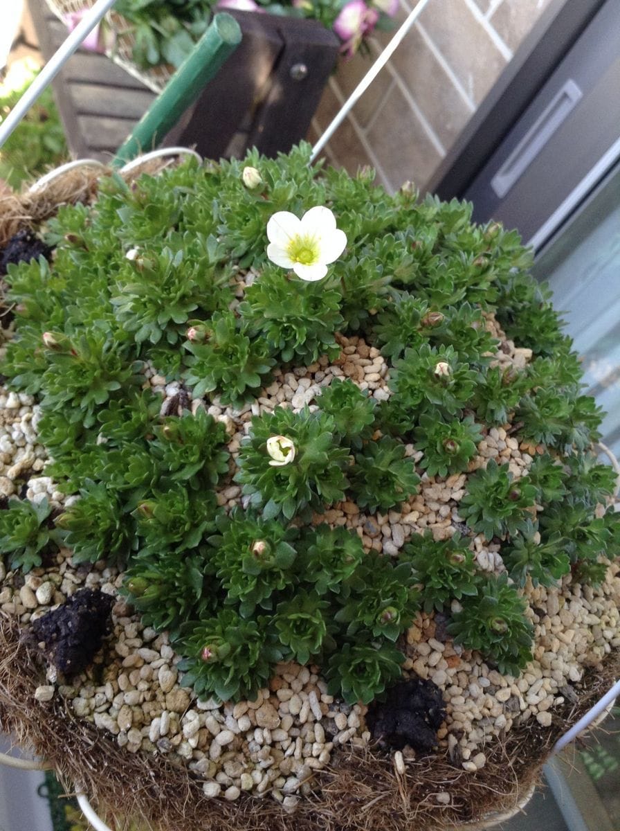 はじめての雲間草 春分の日