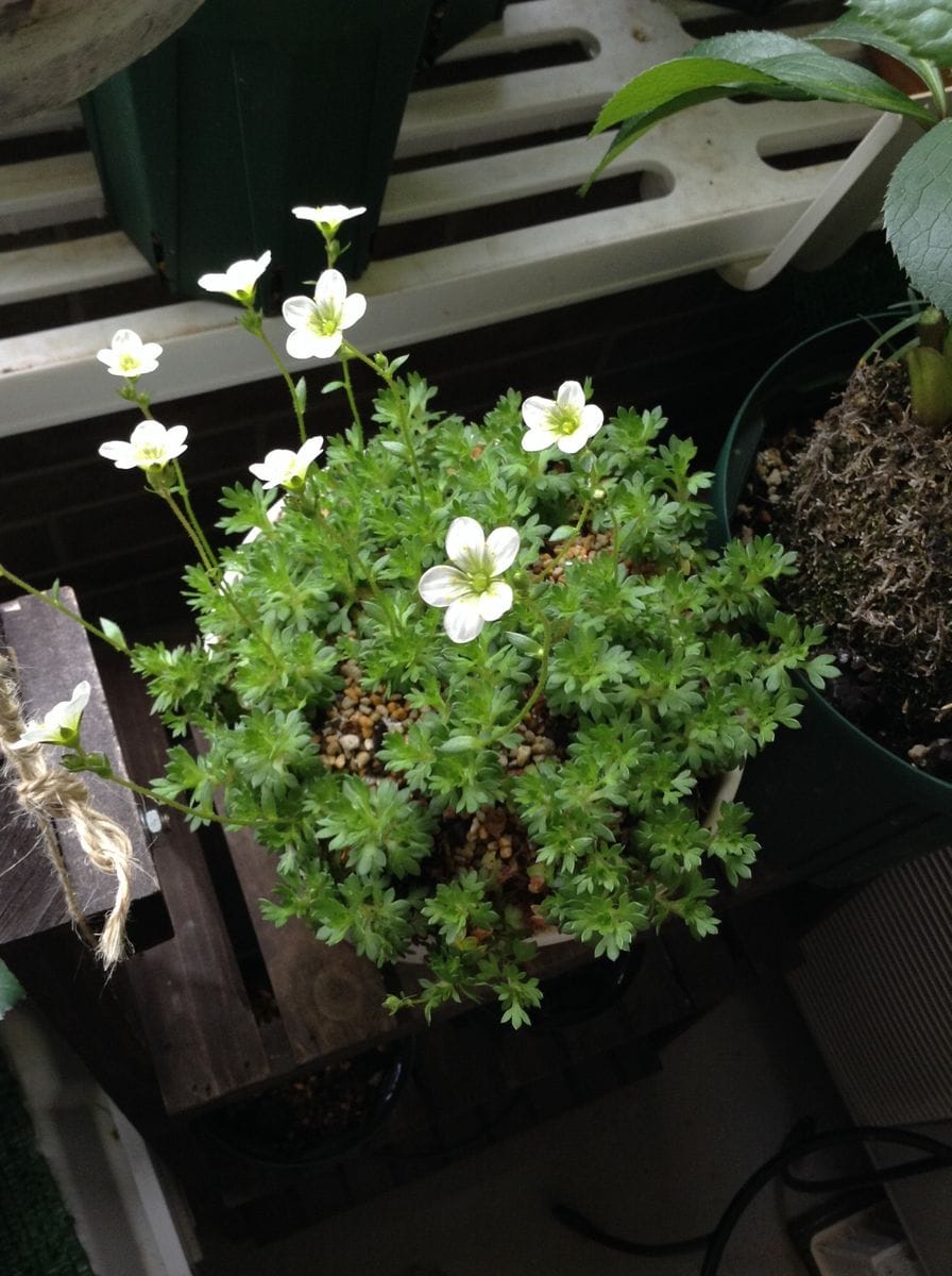 はじめての雲間草 遅れて開花したものの