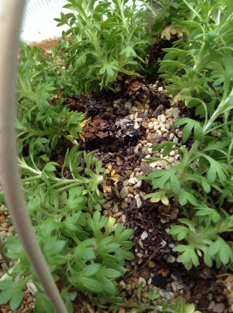 はじめての雲間草 プラ鉢の植え替え