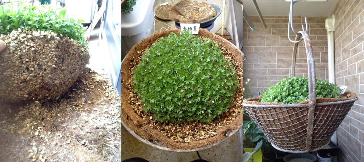 はじめての雲間草 ちゃちゃちゃと植え替え