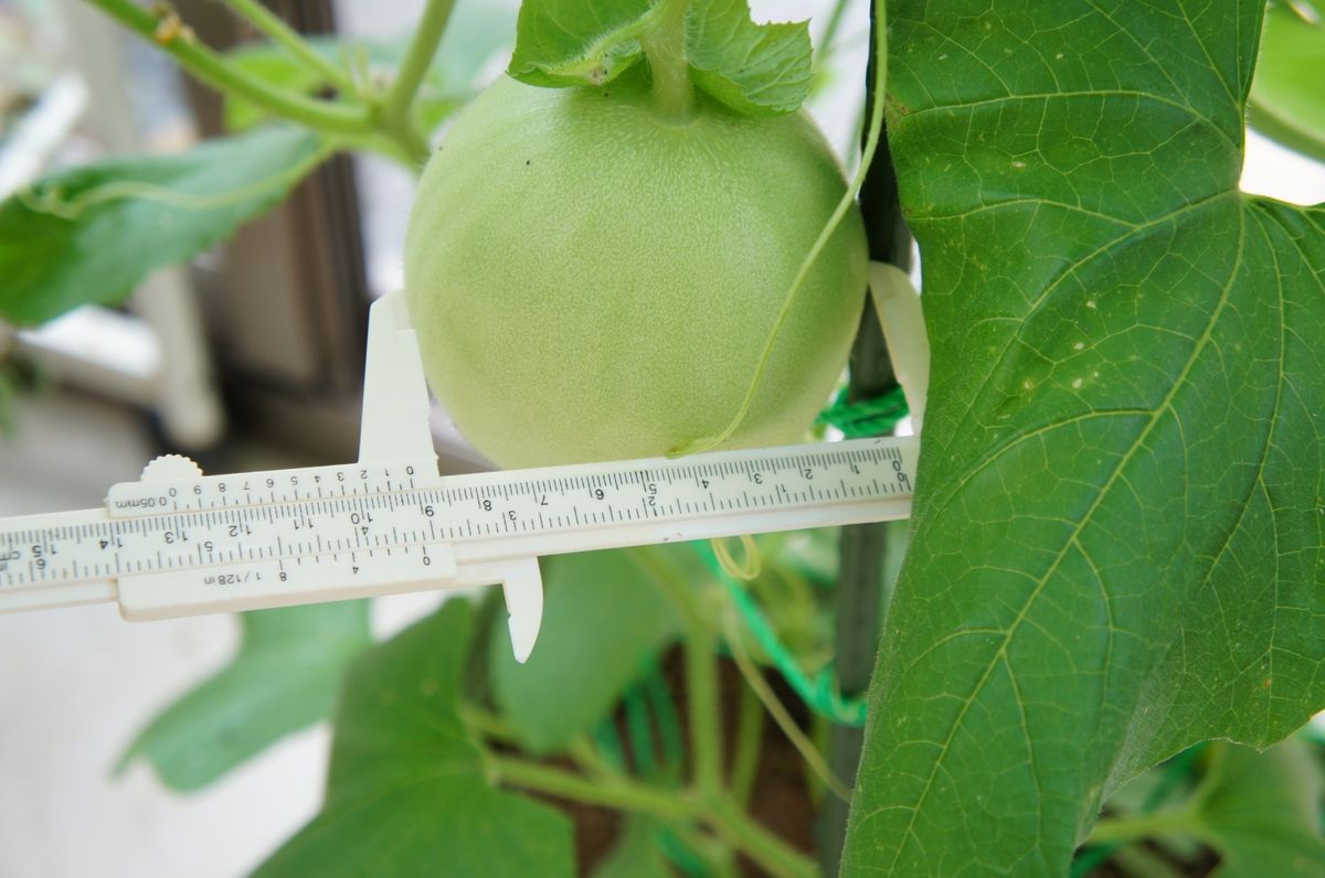 メロンが出来るまで 6/29　受粉後10日で9ｃｍ