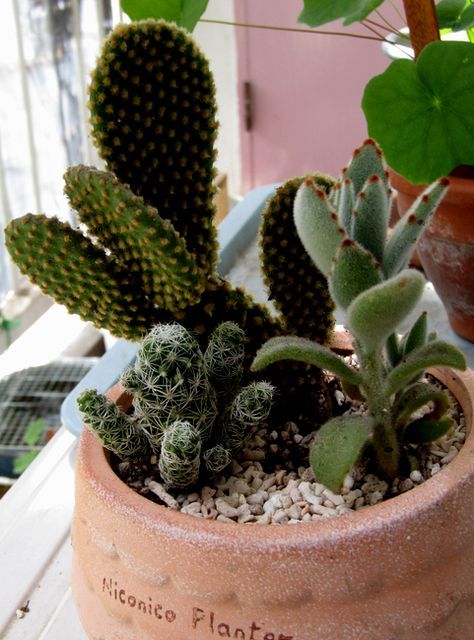 ウチワサボテンの花が見たくて 春の植え替え