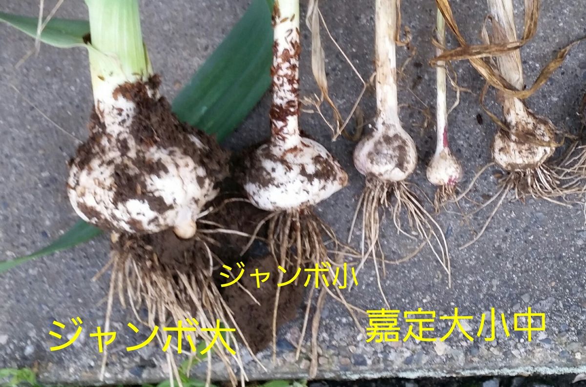 にんにく植え付け前観察 掘ったどー(o≧▽゜)o