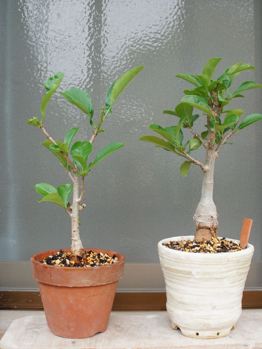 絶対に花は見られないけど 植え替えをして鉢も焼き物にしてみました。