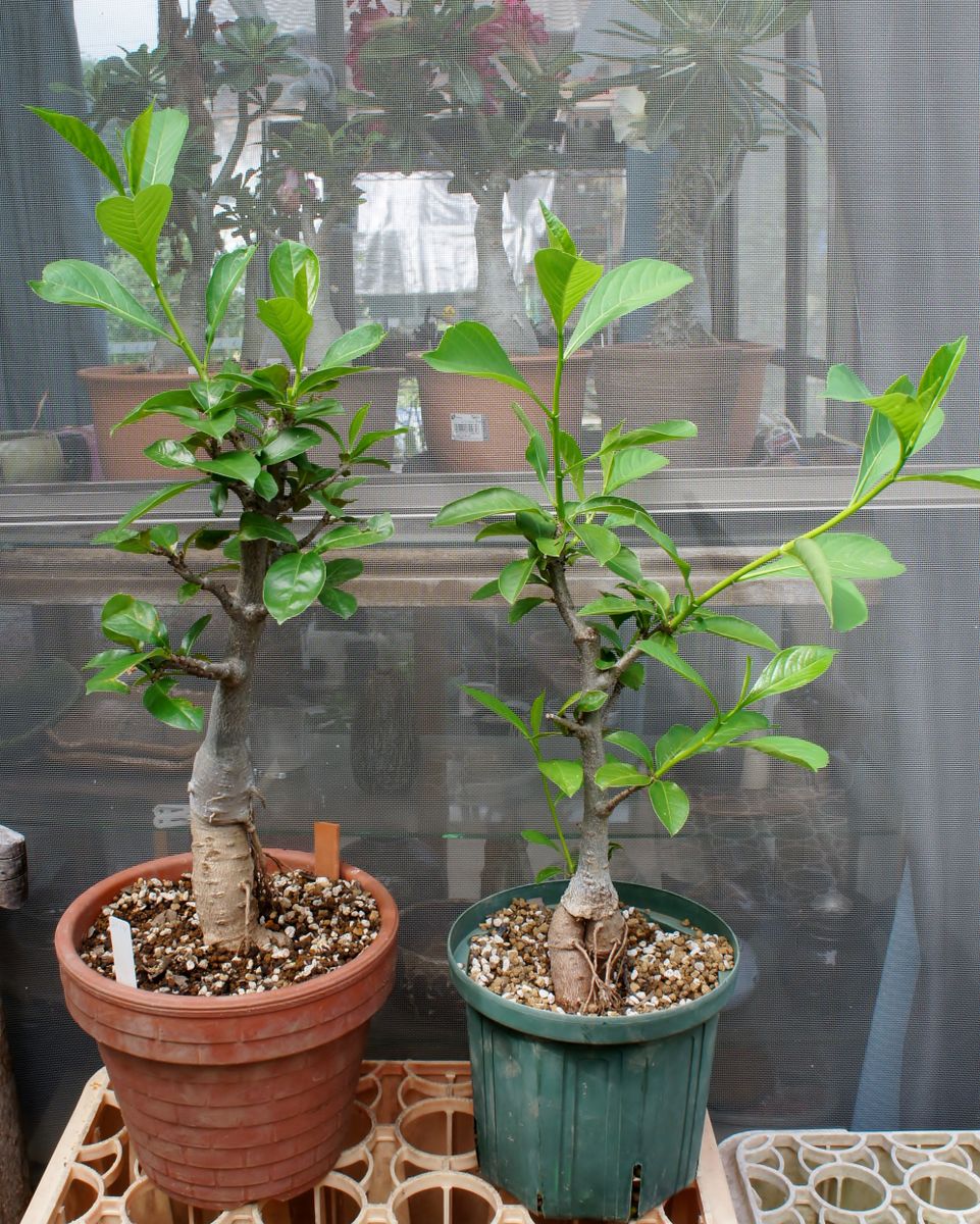 絶対に花は見られないけど 植え替え後伸びた姿