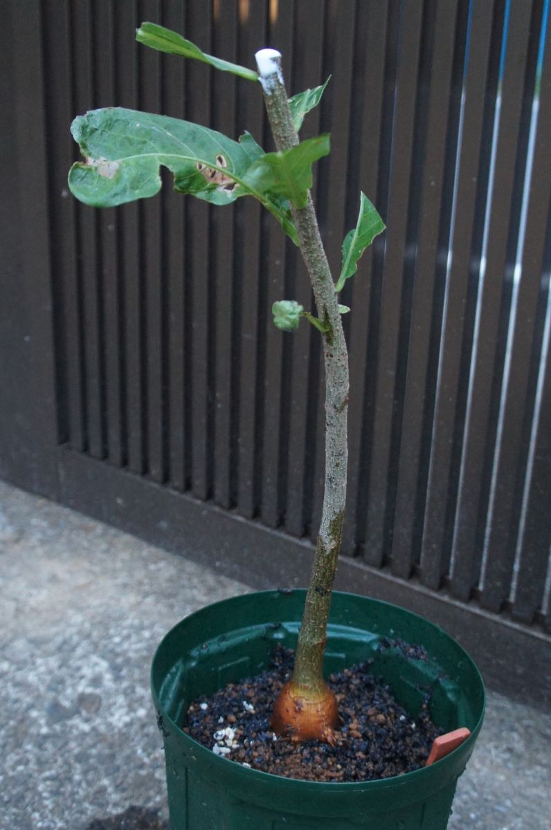 絶対に花は見られないけど 切戻し　１回目