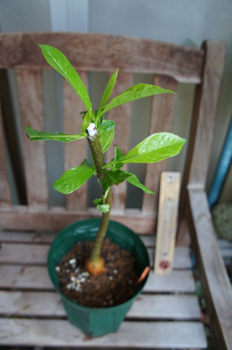 絶対に花は見られないけど 葉が育ってます。