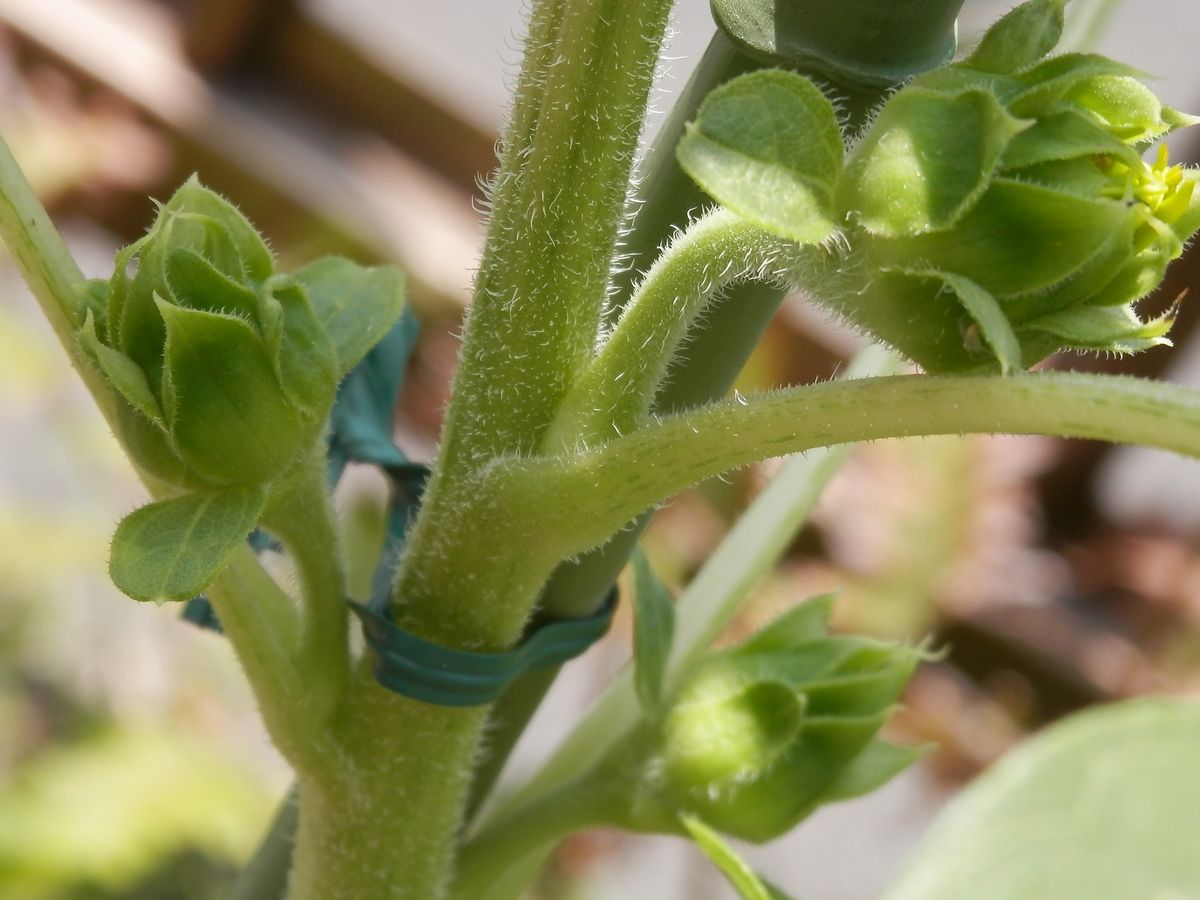 種を採るヒマワリ「春りん蔵」～Ⅳ 移植第一号のヒマワリに脇芽（蕾）？!