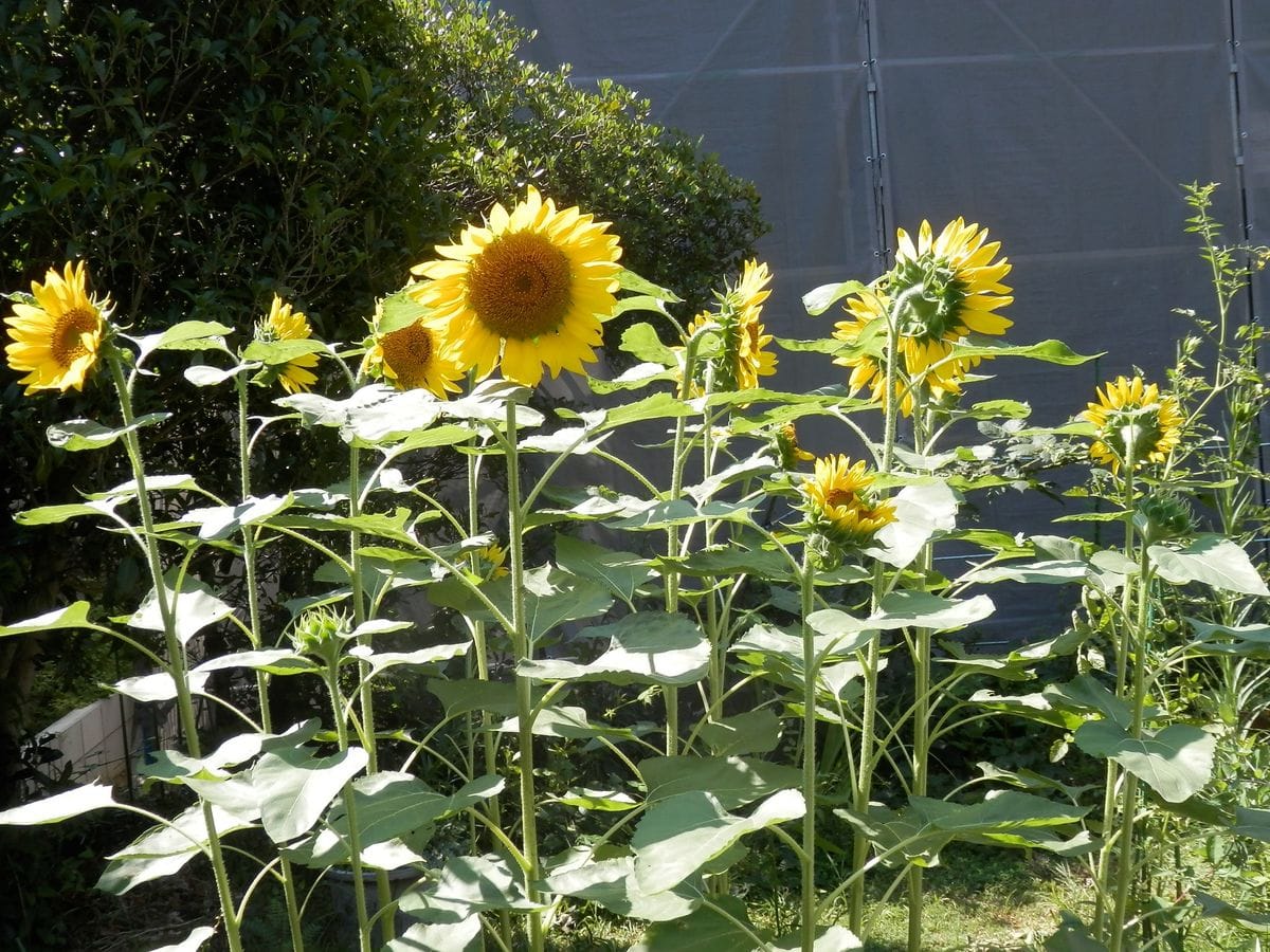 種を採るヒマワリ「春りん蔵」～Ⅳ ヒマワリ花壇の北西側から見た様子