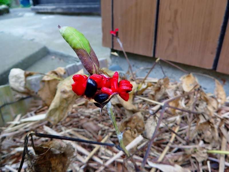 実生の山芍薬  種