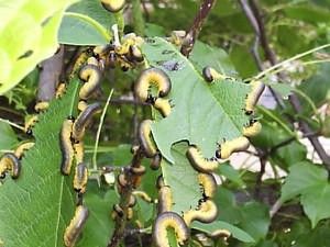 ハクモクレン モクレンハバチの幼虫