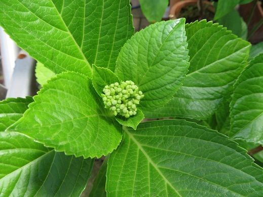 母の紫陽花 2018年５月20日つぼみ