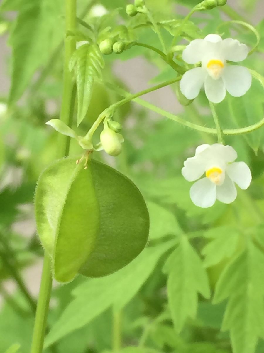 フウセンカズラとおさるの？？？ とりあえず…(・ω・)ノ