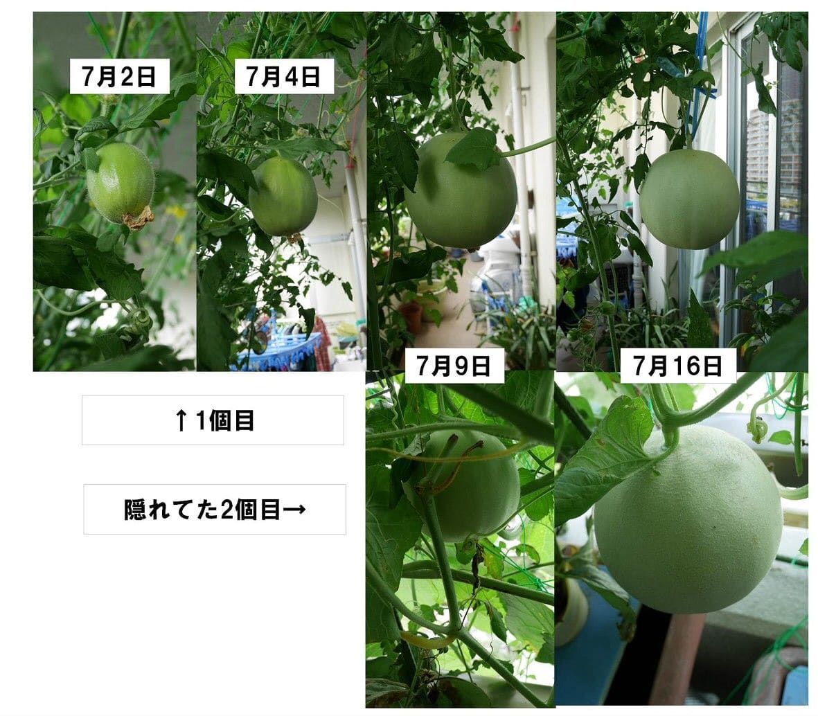 ころたんは手のひらサイズだったはず 大きくなる、どこまでも