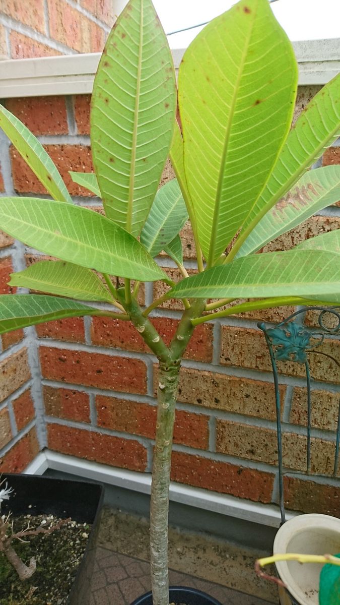 きれいなお花見られるかなぁ～！？ 葉っぱがわさわさ