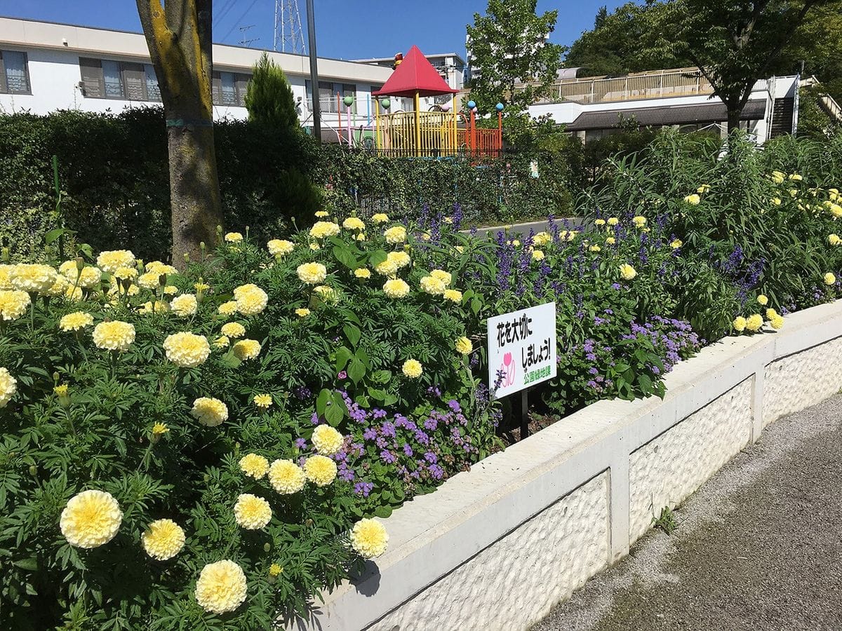 アフリカン・マリーゴールドの群植花壇 9月1日：草姿が崩れかかってきました