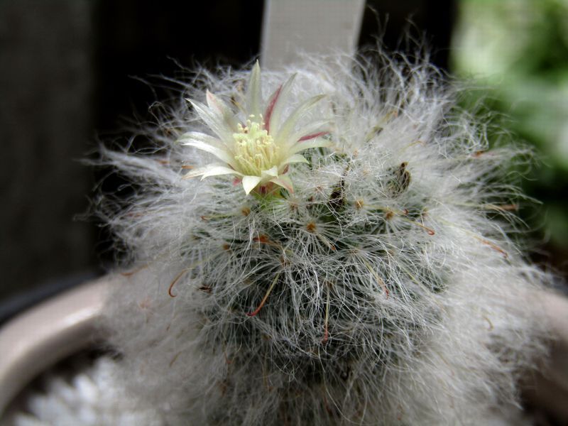 白いサボテンを育てる 多毛高砂の花