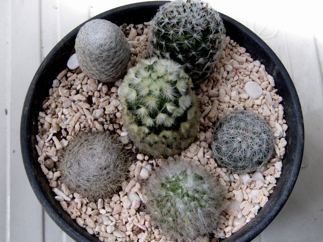 白いサボテンを育てる 春の植え替え