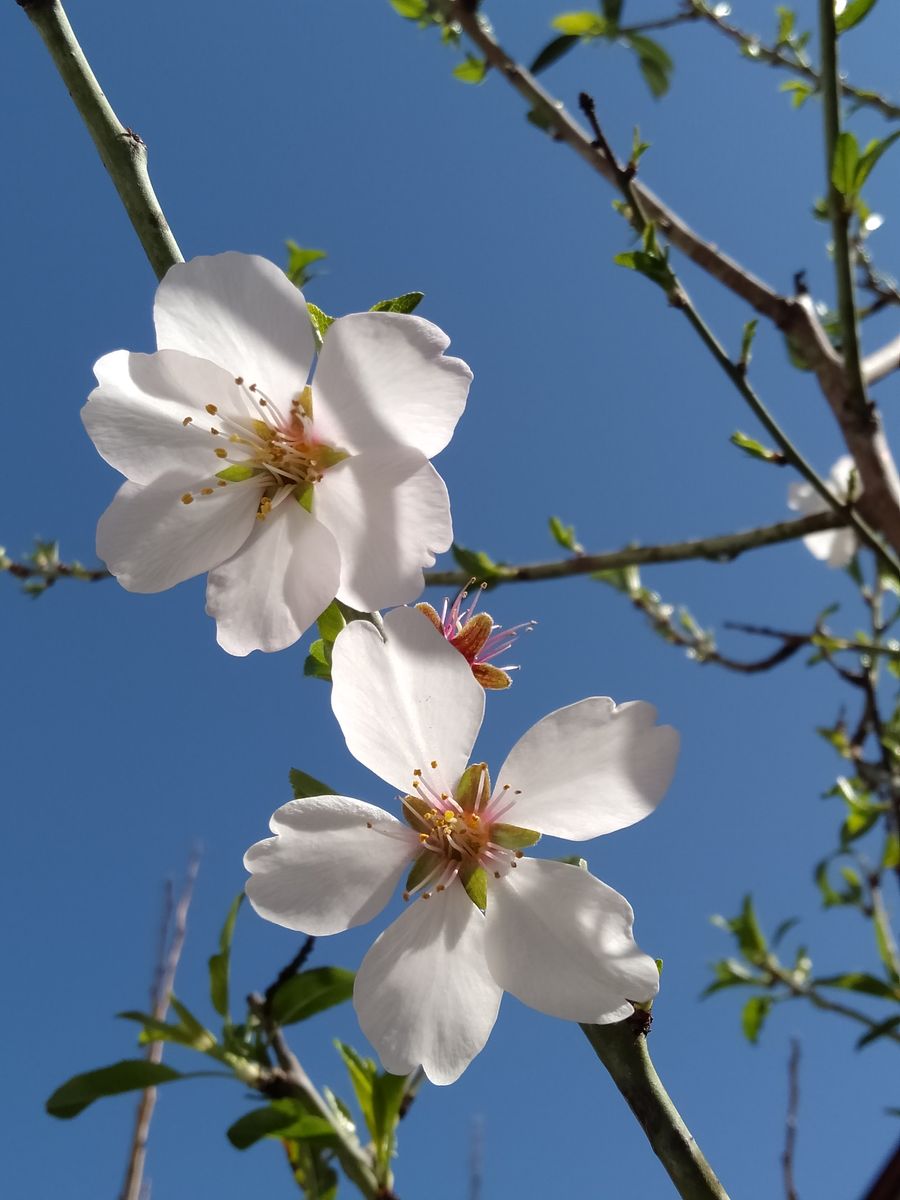 憧れのアーモンドの木の成長 次々と開花!