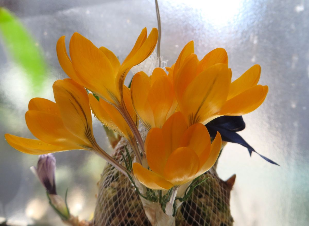 育てたかったクロッカスの花ボール 満開です(^^♪