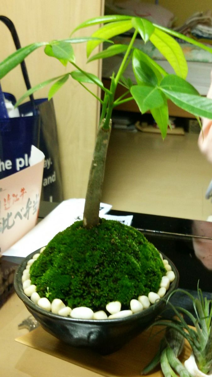 苔盆栽作り ちなみに