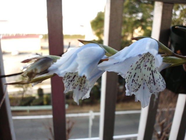 真冬に咲くグラジオラス お初のブルー開花