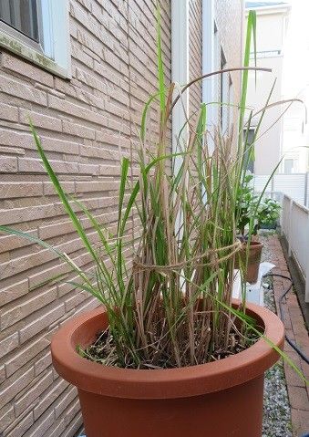 すすき（鉢植え） 枯れた葉を整理しました