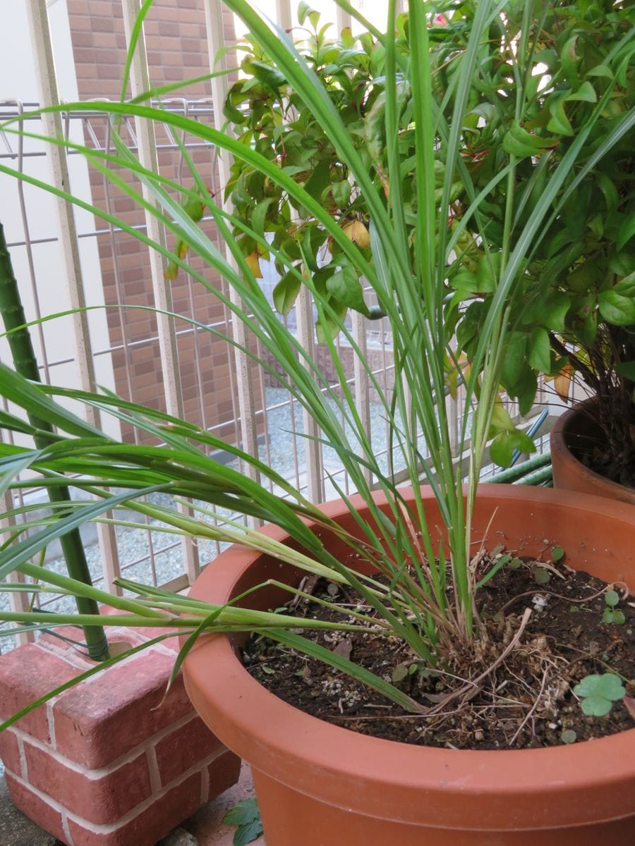 すすき（鉢植え） ススキ復活‼