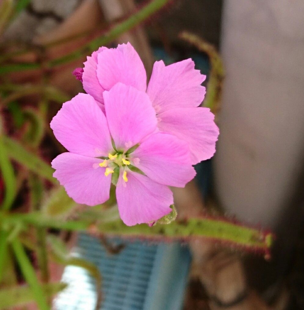 アフリカナガバモウセンゴケ 開花♬♬٩(๑❛▽❛๑)۶♡