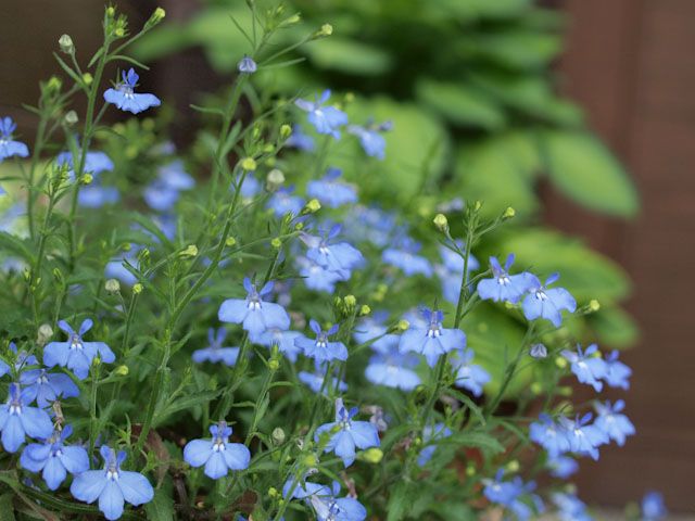 ロベリアを採った種から育てよう 花盛り♪