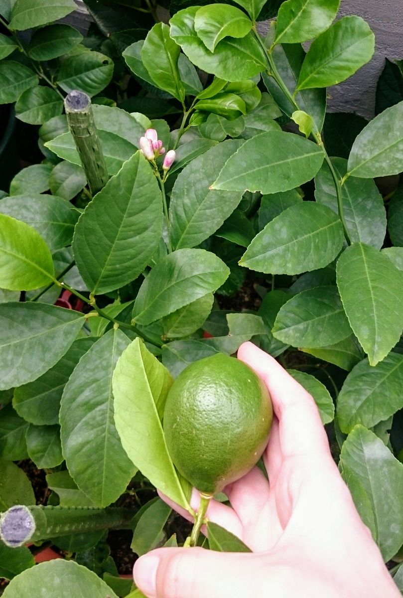 ②レモンをもぎたい 結実と開花