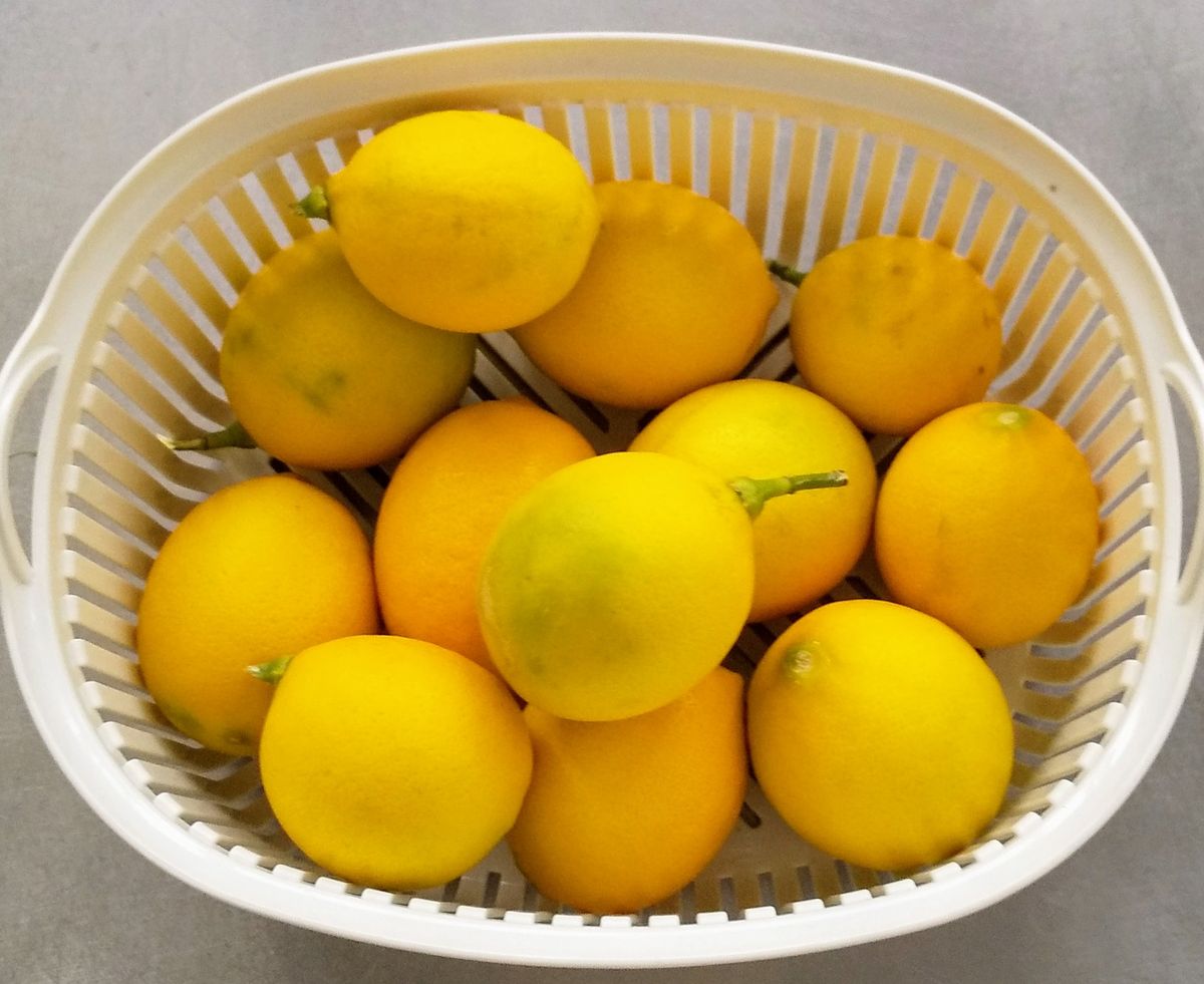 ②レモンをもぎたい 収穫し黄色のレモン