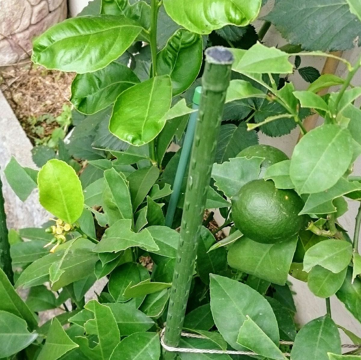 ②レモンをもぎたい ８月も開花