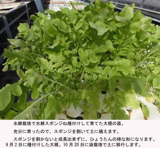 種付けから1か月半ぐらいです 水耕ダイコンの袋栽培 そだレポ みんなの趣味の園芸