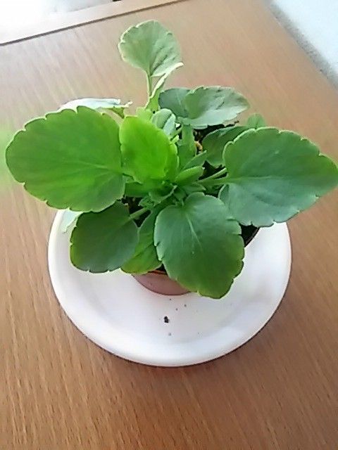 水耕で育つ　虹色スミレ スポンジごと土に植えます。