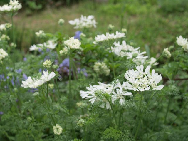 オルレアを種から育ててみよう 花盛り〜♪