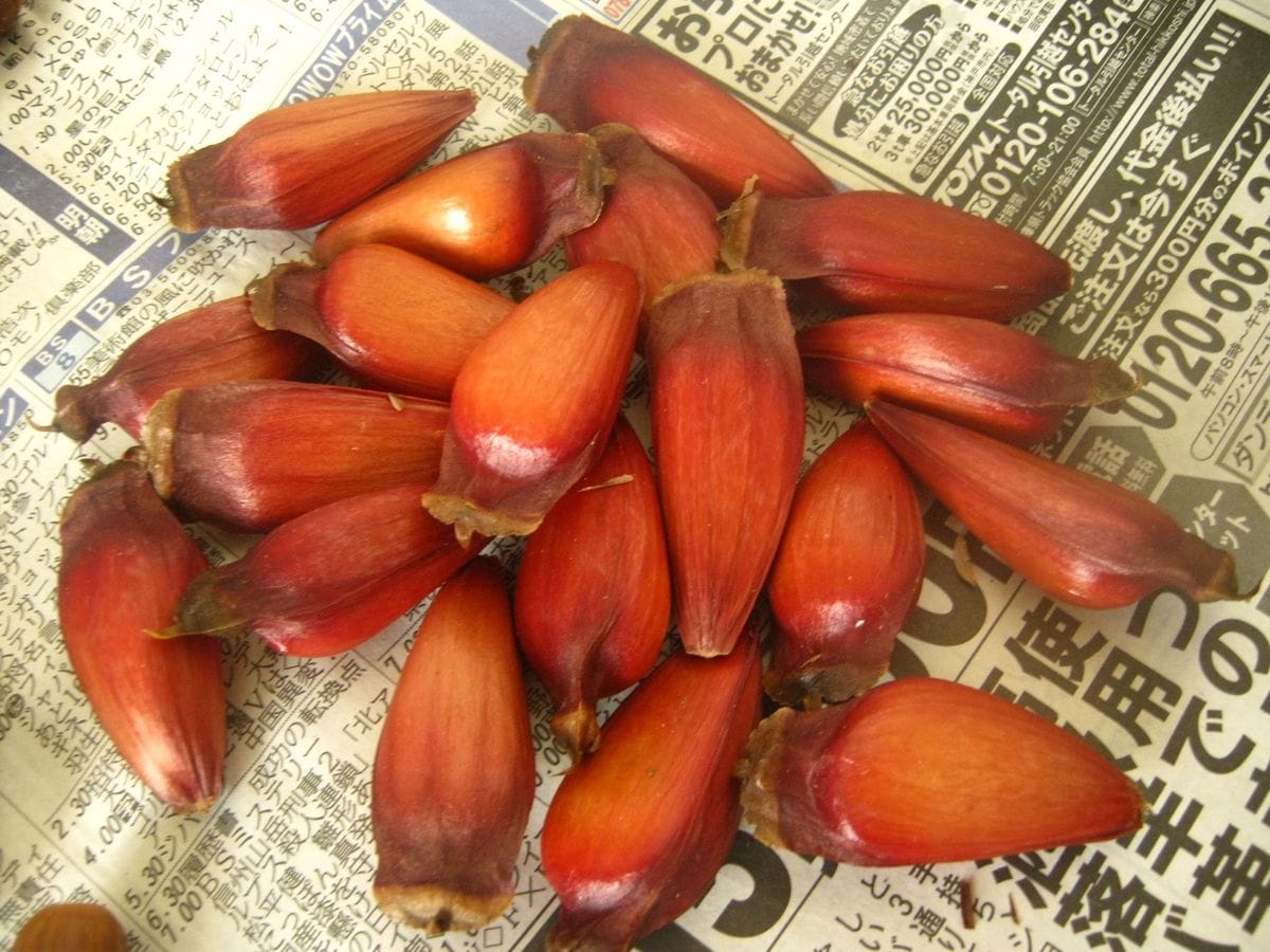 ブラジルマツ（パラナマツ）の種まき 種はこんな感じ