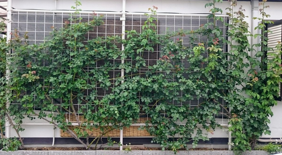 憧れのつるバラたち 最後の花ガラ摘みと夏の剪定