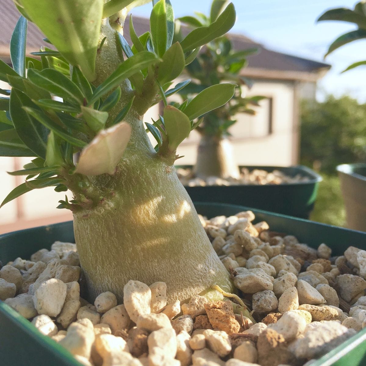 アデニウム栽培🌱 なんということでしょう‼️