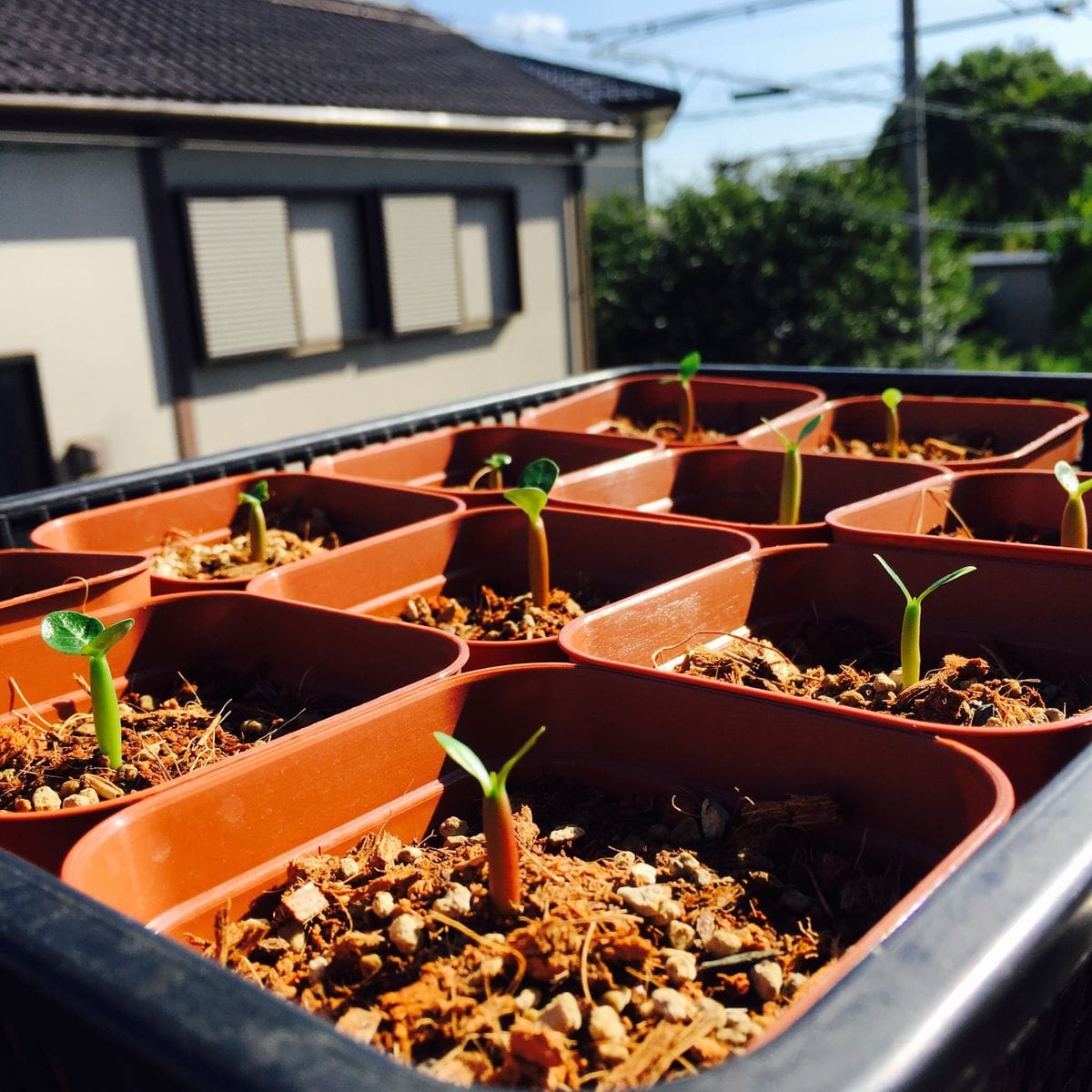 アデニウム栽培🌱 初めての日光浴🌞