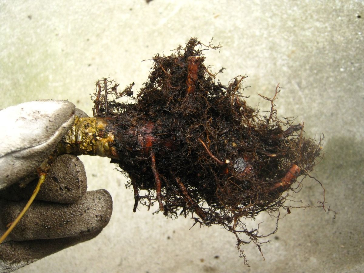 どんぐりの木の植え替え 根を切ります