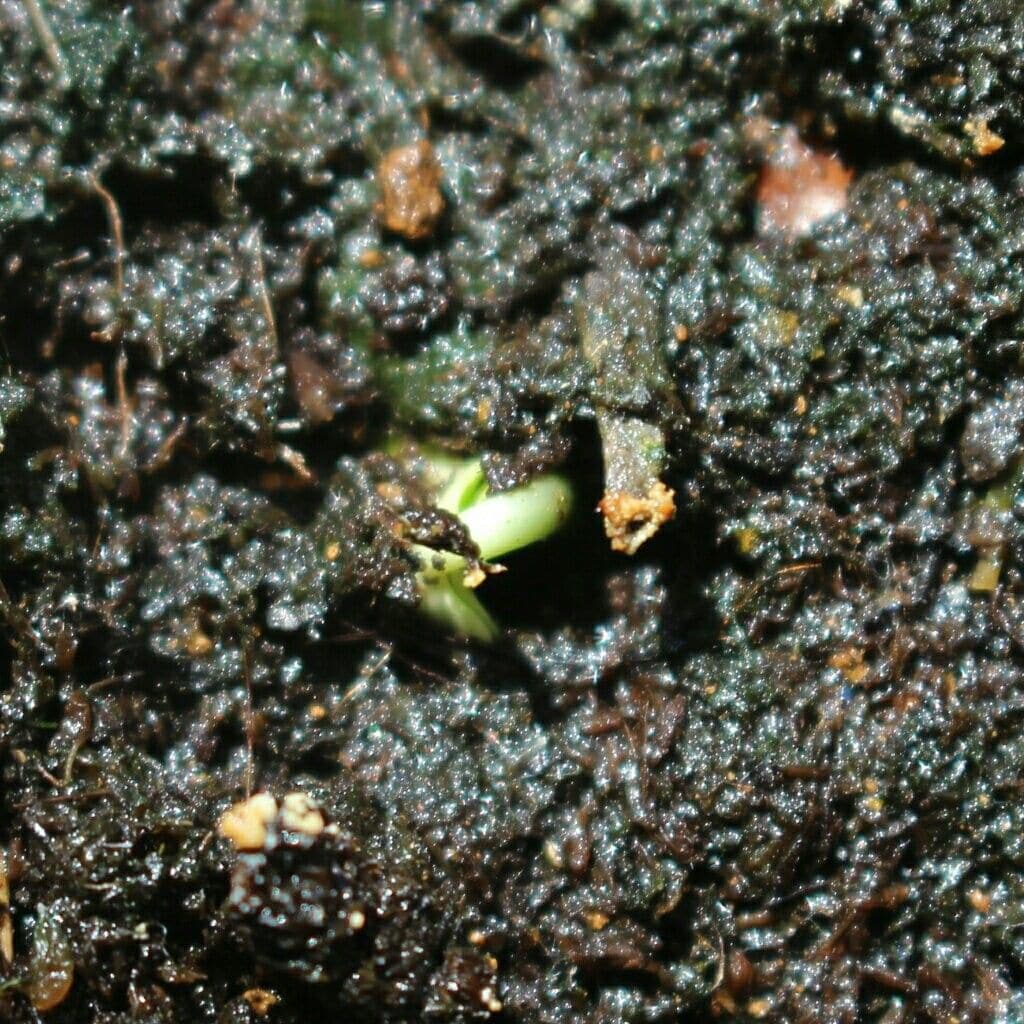 種からマダガスカルジャスミン 発芽しました