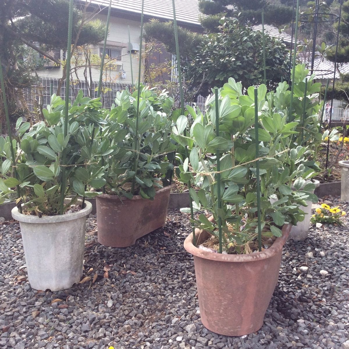 そら豆、植えました（プランター編） ひも、掛けました