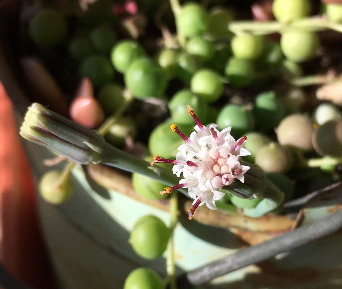 グリーンネックレス 〜蕾から開花まで〜 次つぎに開花！