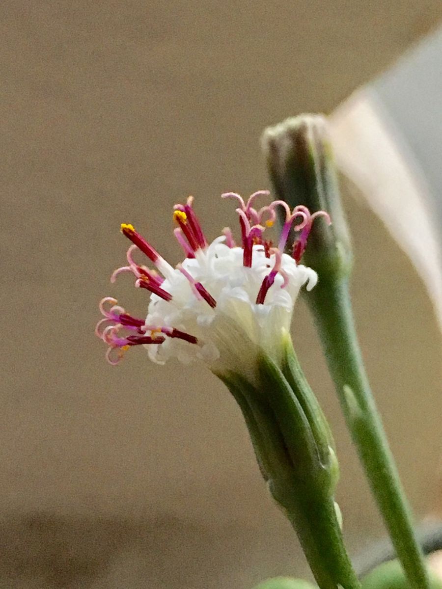 グリーンネックレス 〜蕾から開花まで〜 満開です！