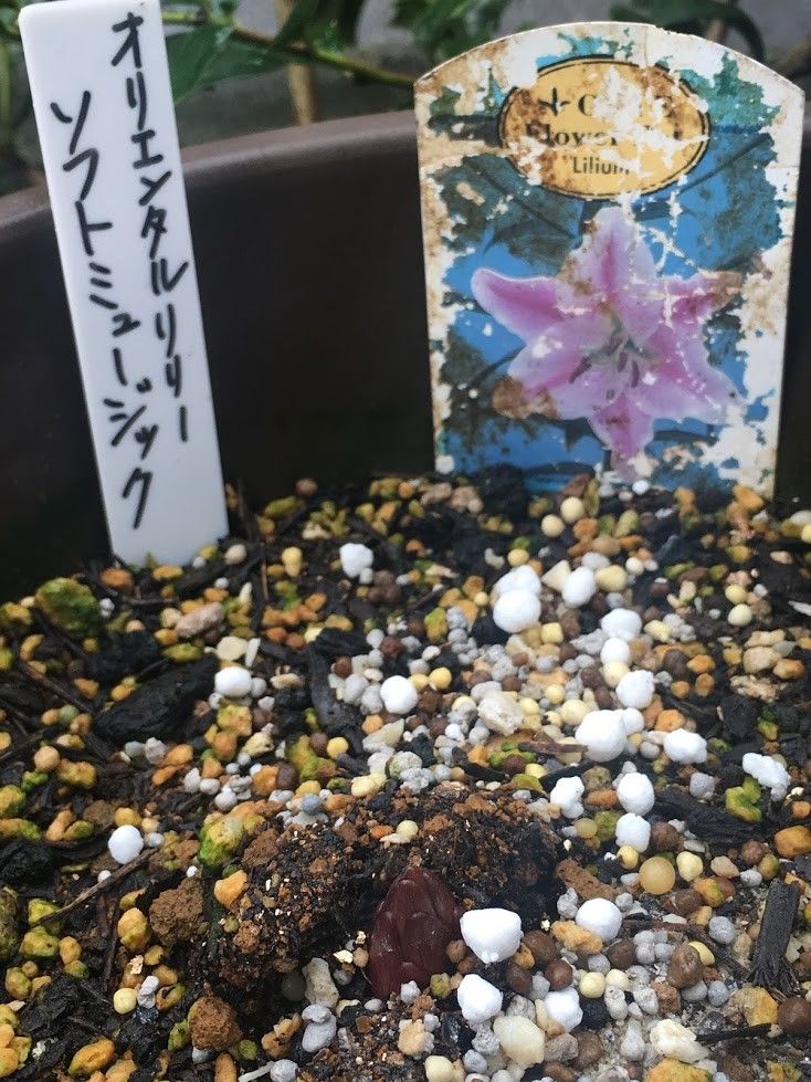 ユリ・ソフトミュージック 2年目の芽が出てきました。