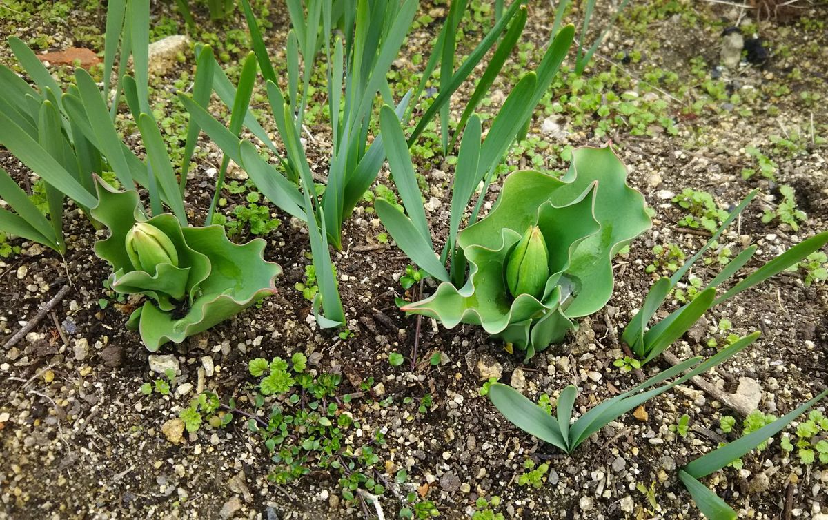 チユーリップを育てる 参道脇のチュウに花芽が出来ました