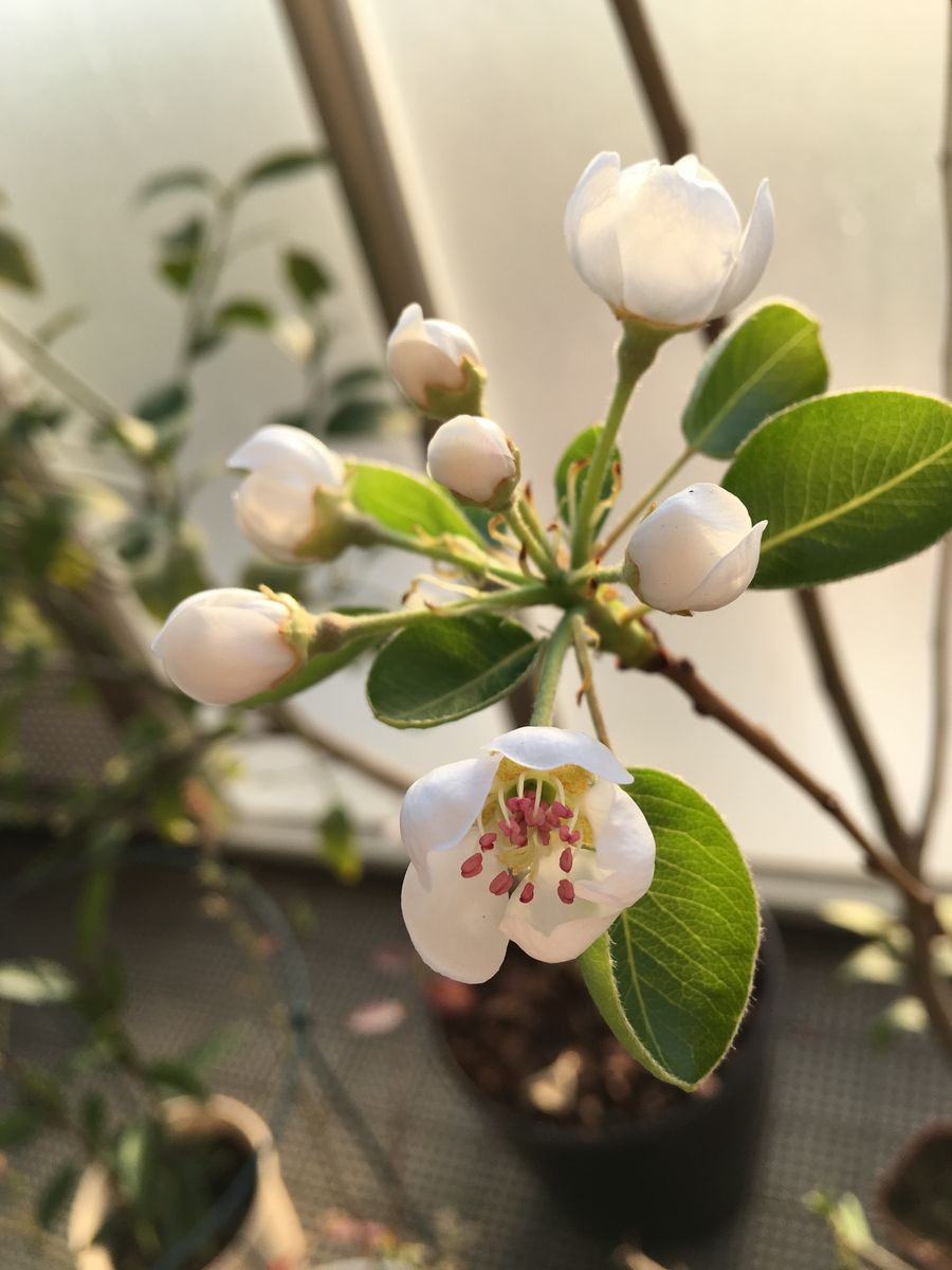 ラフランスの鉢植え 2019/4/4 開花