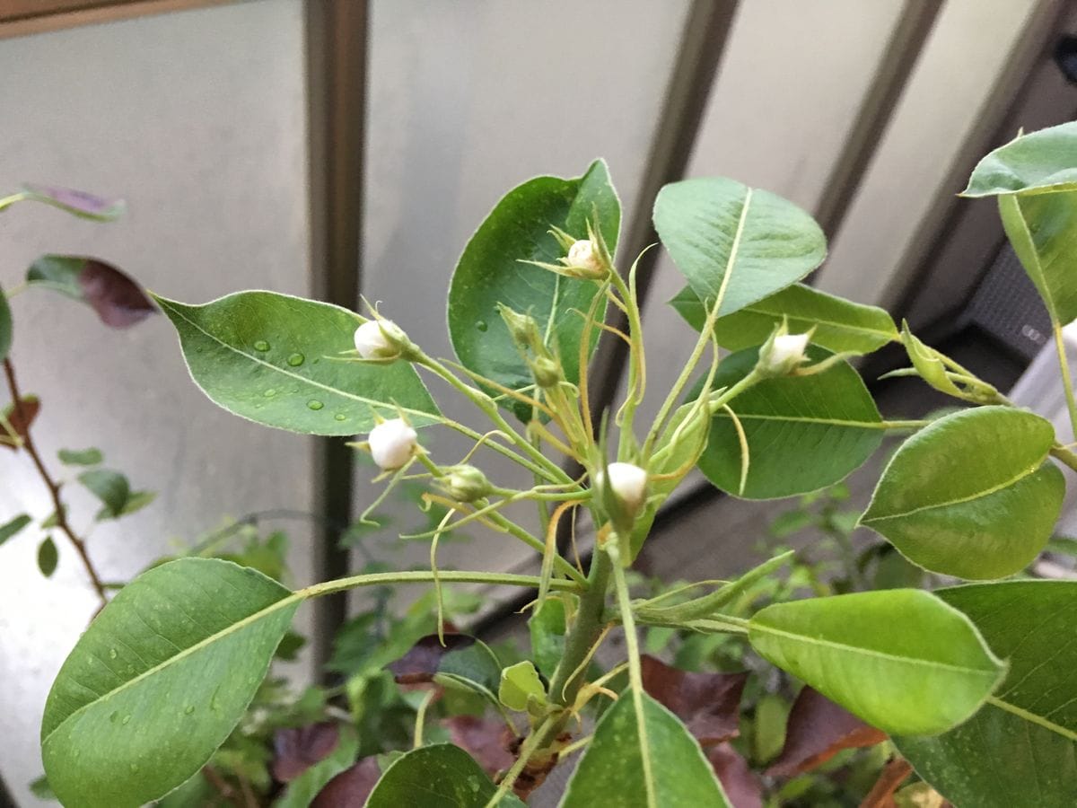 ラフランスの鉢植え 2018/9/9 はなめ！😳