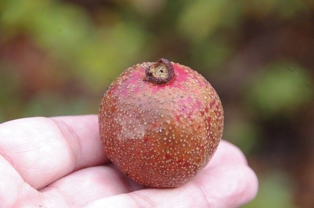 ハンカチノキの実から苗木にするまで ピンポン玉位の大きな実